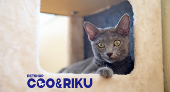 有限会社 Coo&amp;RIKUのプレスリリース画像