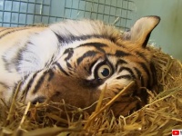 動物園の虎が初めての出産。難産で生まれた子に母性が発動し飼育員たちの目に涙（出産動画）