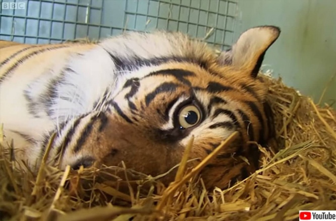 動物園の虎が初めての出産。難産で生まれた子に母性が発動し飼育員たちの目に涙（出産動画）