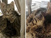 ぼっちで寂しかった保護猫に親友ができた！特別な絆を育んだ2匹の猫の物語（アメリカ）