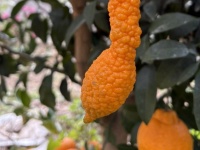 和歌山で発見された〝珍妙すぎるミカン〟に3.5万人大興奮　アレにしか見えないッ♪