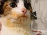 猫、マカロニ＆チーズの海に飛び込んだらしい。証拠が残りまくりな画像に関する海外の反応