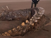 これはいったい？スコットランドの海岸に奇妙な骨が打ち上げられる（イギリス）