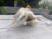 エイリアン！？地元民困惑。羽から角を生やした謎生物が海岸に打ち上げられる（ニュージーランド）
