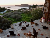 55匹の猫のお世話をするお仕事です。エーゲ海に浮かぶ美しい島の猫たちのお世話係を募集中（ギリシャ）