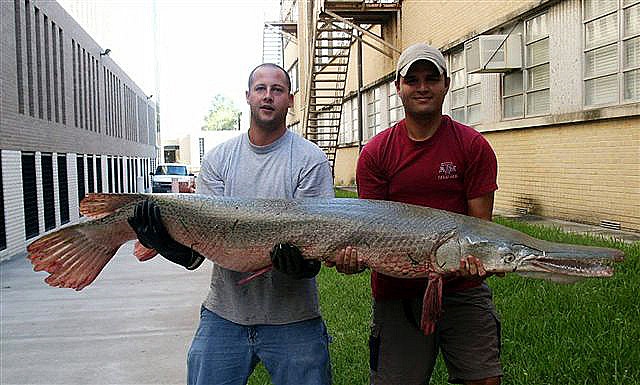Alligator Gar 6 Feet 129 lbs Brazos River 8 Nov 04a