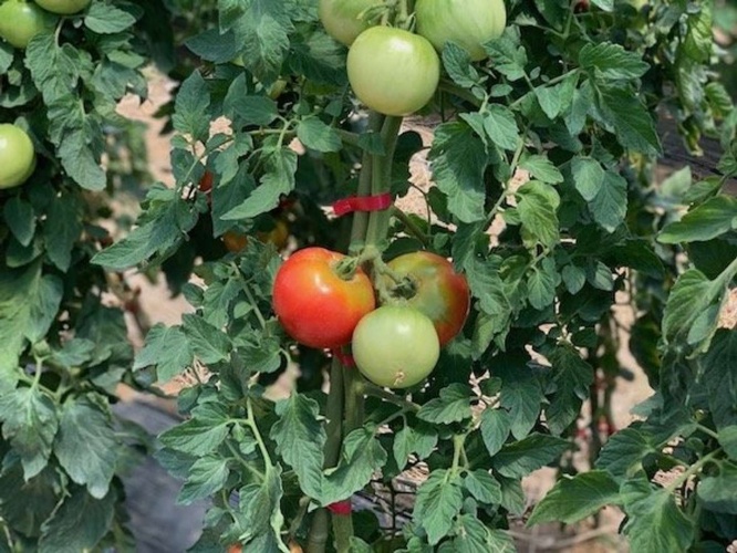 新鮮な野菜を収穫体験