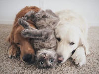 犬+猫+犬の化学反応がすごい！いつでも一緒の3匹トリオから放出される幸せ物質を満喫しよう