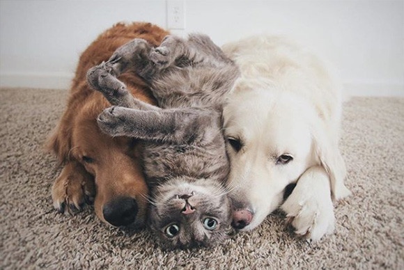 犬+猫+犬の化学反応がすごい！いつでも一緒の3匹トリオから放出される幸せ物質を満喫しよう