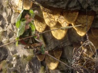モーグリ少年と動物たちがとにかく可愛い！ワクワクして元気になる『ジャングル・ブック』特別映像到着