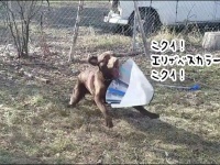 ニクイ！エリザベスカラー、ニクイ！犬による1週間後の復讐