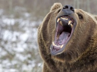 巨大クマと戦うため、戦闘用グリスリースーツを作った男