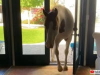 「ハイ！今日は何か面白いことある？」馬が家の中に入って来て、まるで自宅のように振る舞うとか