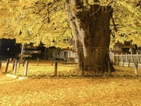 広島・安芸太田の〝樹齢1100年〟大銀杏に9.1万人感嘆　黄金色に染まる...圧巻の幻想空間