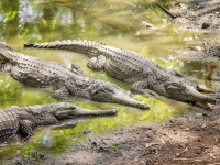 グーグルマップのナビでワニのいる荒野に迷い込んだ観光客、1週間のサバイバルゲームが始まる