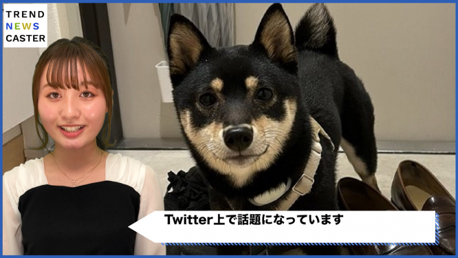 汚れた足を洗うまで家に上がらない豆柴の姿が、Twitter上で話題