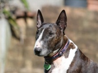 旅行中、犬のフンの処理をしなかった女性、DNA検査で650km離れた自宅が特定され罰金通知が届く