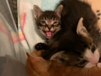 おねむな子猫たちの可愛さよ！「眠いニャ～」と訴える鳴き声をぜひご堪能くださいニャ