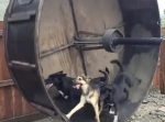 とても楽しそう！　ハムスターの『コロコロ』を犬用に作ってみた。
