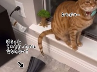 陶器を割ってしまった猫、飼い主に問い詰められたときのごまかし方がにゃんぱらりん
