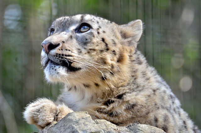ヒョウ柄は派手なのか（Tomoaki Katoさん撮影、flickrより）