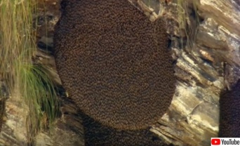 幻覚作用を引き起こすハチミツがある。世界最大のミツバチが作る「マッドハニー」