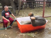 よろよろポテン！象の赤ちゃんの水遊びがかわいい