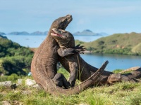 コモドドラゴンののこぎり状の歯は鉄で覆われていたことが判明