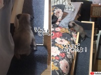 子犬がベッドに上がってこられるようにお手製のスロープを作ってみた