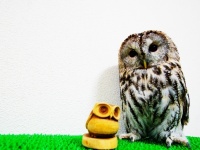 フクロウって最近人気だけど、飼うために知っておきたいポイント４選