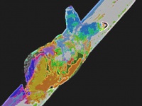 カタツムリの触角の中でグリグリとうごめく寄生虫、ロイコクロリディウムの恐ろしい映像が話題に（台湾）※グリグリ注意