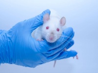 アメリカで新薬開発における動物実験の義務付けが撤廃される