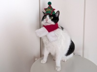愛猫がもっとかわいくなる！セリアのクリスマス猫グッズを正直レビュー