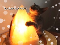 ピラミッドパワーを注入し、別の意味で人類を滅亡させる気満々の子猫