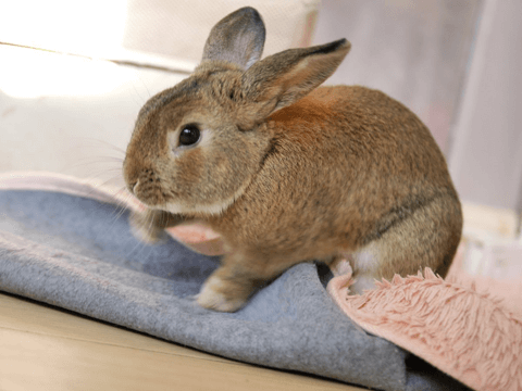 【癒し】動物とのふれあいを楽しめる! 都内でオススメのペットカフェ3選#3