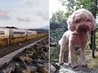 列車なんかに負けないワン！朝の散歩中に出会う列車とかけっこ競争する犬（アイルランド）