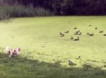 芝生だと思ったのに！　ガチョウの群れに突撃したワンちゃんに起こった悲劇