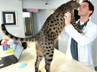 世界一背の高い猫としてギネス世界記録に認定されたサバンナキャット