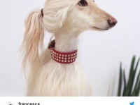 犬の横顔が「イヴァンカ・トランプにそっくり！」と話題に