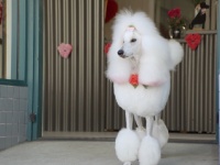 犬のトリマーがオススメする今年のバレンタインの過ごし方