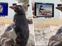 動物園でリハビリ中のペンギンが、ペンギンアニメ「ピングー」を見て孤独を癒す（オーストラリア）