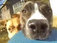 この映像を見たら一目瞭然！飼い主がgoproを買うたったひとつの理由がコレ