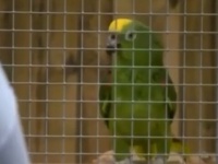歌うますぎぃ！ビヨンセを熱唱するインコ見つけた！