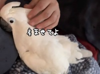 産ませてよ。飼い主に抱かれて撫でられていたオウム、卵をポロリ