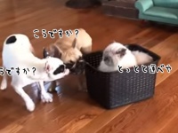 何様かと思えば猫様だった。バスケットにどっしり鎮座し2匹の犬を車夫として使役する猫