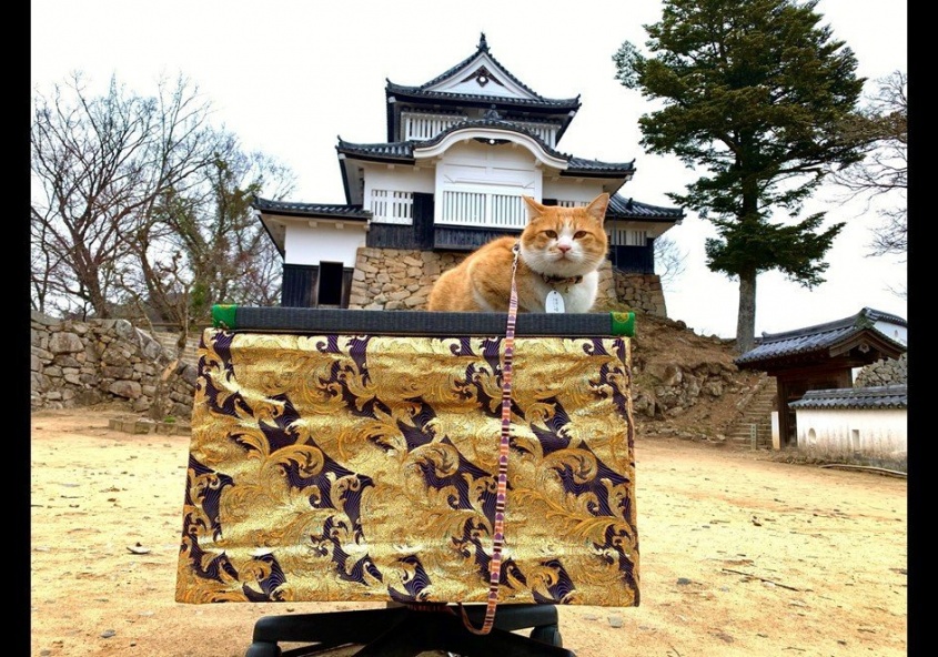 天空の城の猫城主（写真は「備中松山城 猫城主 さんじゅーろー」のツイッター（＠sanju_ro）より）