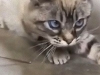 動くことができない状態で保護された猫、家族の愛情をうけて喉をゴロゴロならす