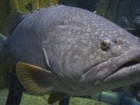 活動制限で人と会えず、うつ状態となっていた寂しんぼうの魚「タマカイ」に子供たちから激励のメッセージが届く（オーストラリア）