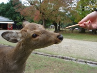 画像はイメージです（Christophe Richardさん撮影、Flickrより）