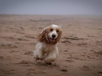 目の見えない老犬が飼い主に全力で喜びと愛情を示す姿